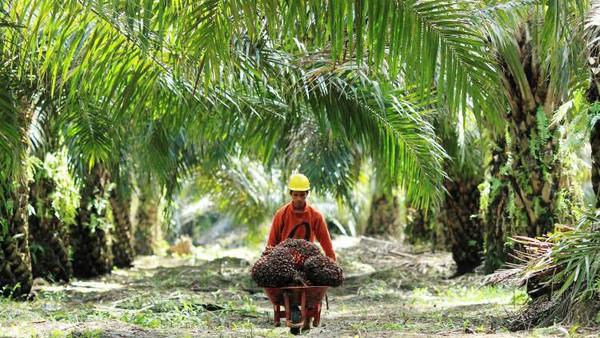 Ini 25 Perusahaan Kuasai Lahan Kelapa Sawit di Indonesia