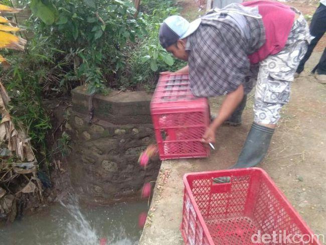 Musim Panen Harga Anjlok, Petani Membuang Buah Naga