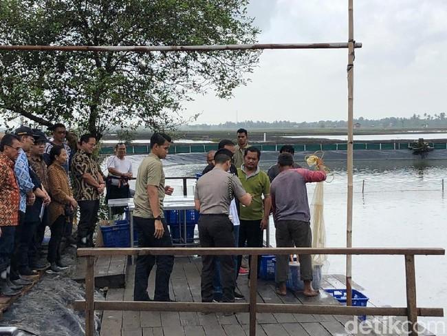 Tangan Jokowi Berdarah Kena Patil Udang di Muara Gembong