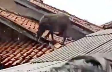 Geger! Babi Hutan di Atap Rumah Hilang Saat Dikepung Warga, Ini Videonya