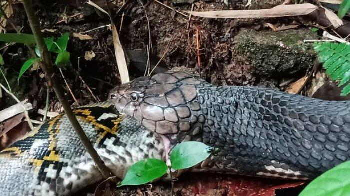 Ular Piton Ditelan Ular King Cobra, Saling Gigit, Lilit Pertempuran hingga Nafas Terakhir