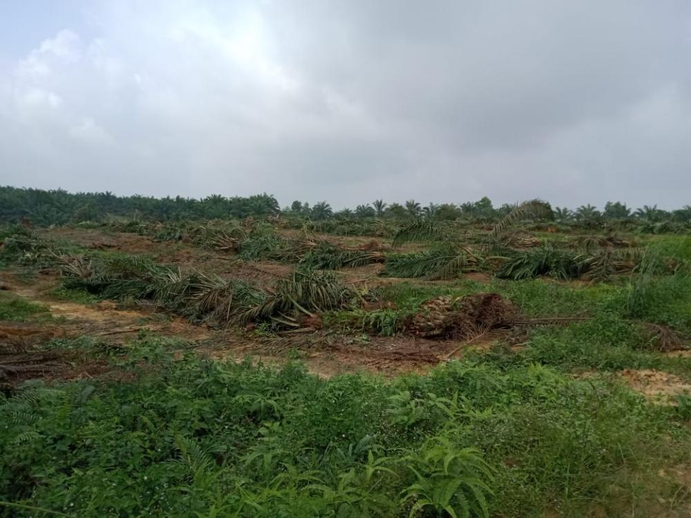 PT NWR sudah kantongi izin konsesi sejak tahun 1997