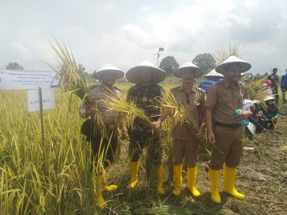 DANRAMIL 03 BUNUT HADIRI ACARA PANEN RAYA SERENTAK  DI DESA SUNGAI ARA  KECAMATAN PELALAWAN.