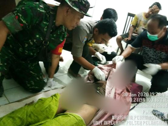 Warga Inhil Pencari Kayu Diterkam Harimau Sumatera