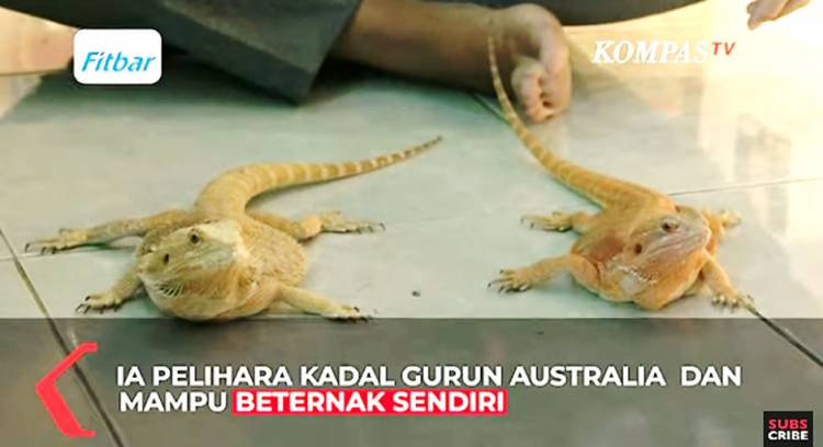 Beternak Kadal Gurun Australia, Bisnis Baru yang Menjanjikan Omset Jutaan Rupiah