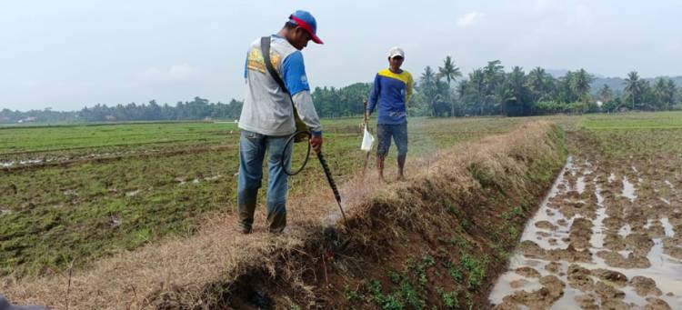 DKPPP Kota Banjar Basmi Hama Tikus di Desa Rejasari