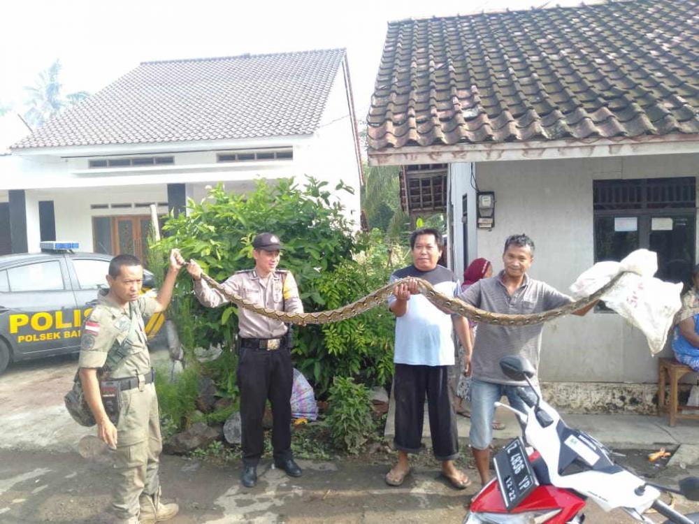 Bripka Yayan Tunjukan Adanya Temuan Ular 'Sanca' Sepanjang 3 Meter 