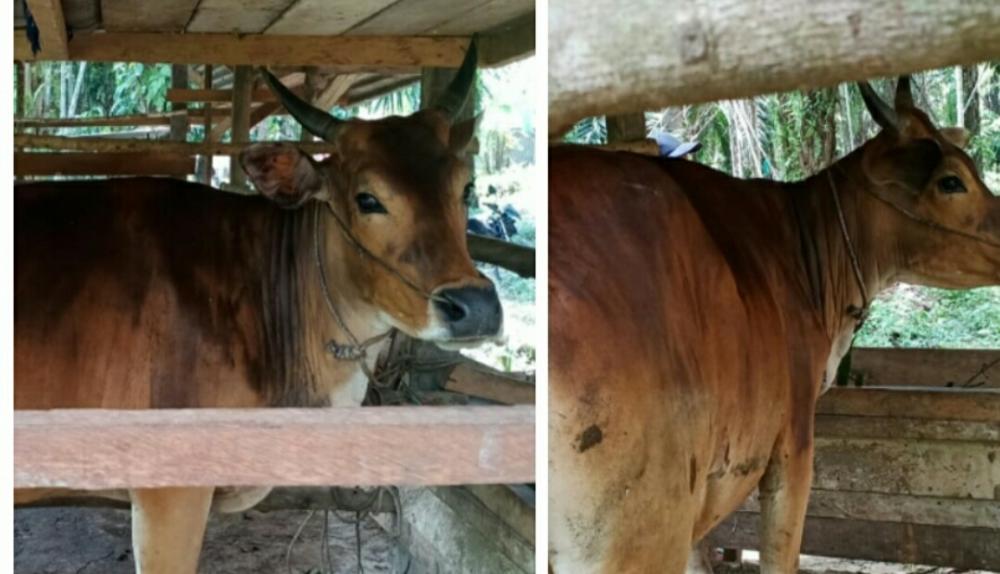 Sapi Gemuk Senilai 12 Juta Hilang Tak Berbekas, Ternyata di Jual Oleh Maling