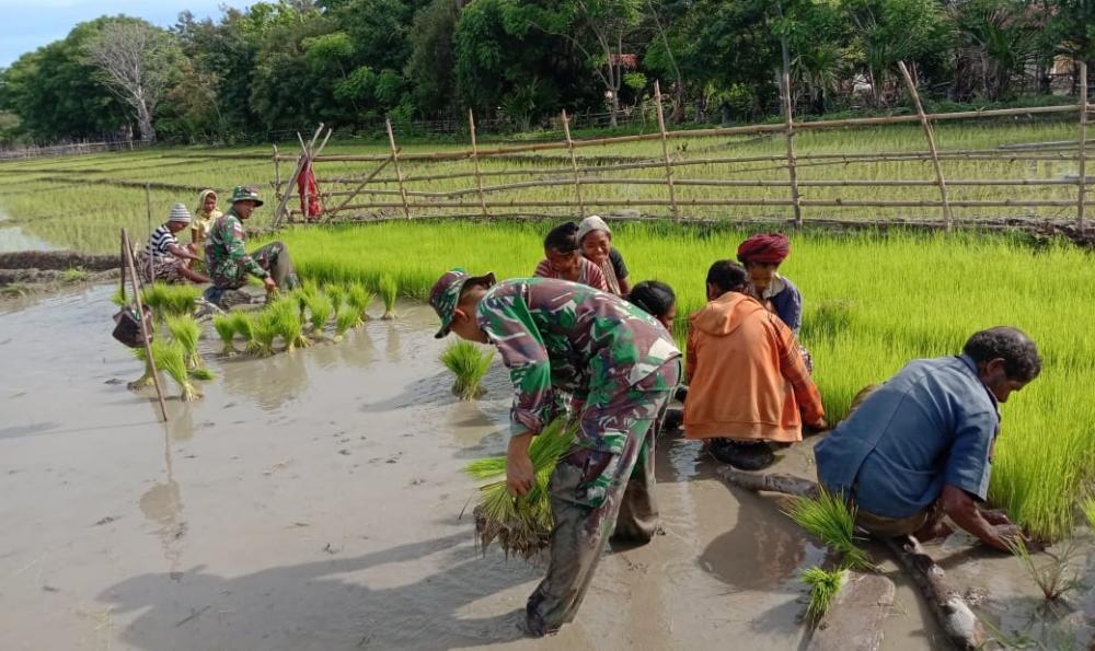 Satgas Yonif 132/BS, Jalin Kebersamaan Dengan Masyarakat Perbatasan wujudkan Swasembada pangan.