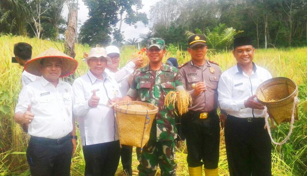 TNI POLRI Bersinergi Bantu Petani Panen Padi Gogo  