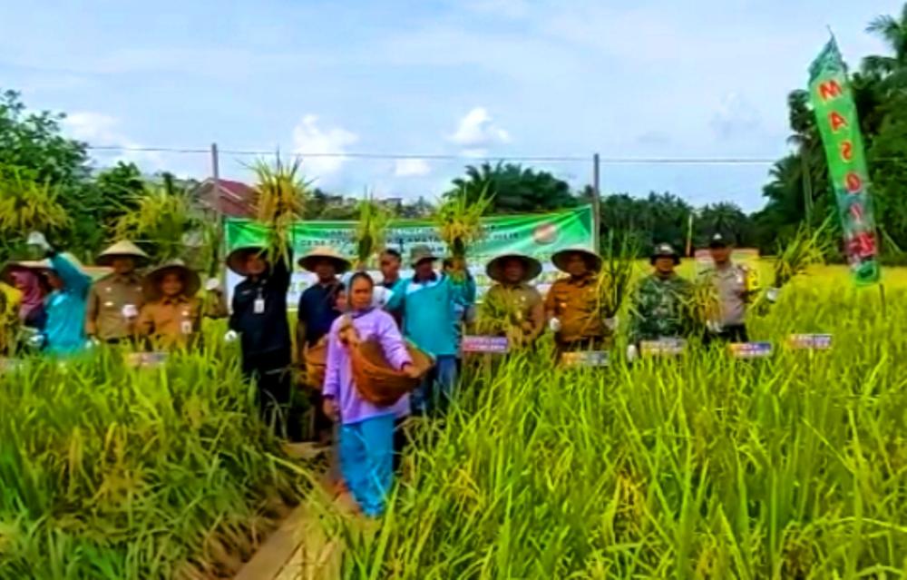 Kemanunggalan TNI, Babinsa Bantu Petani Panen Padi di Desa Pasir Jaya