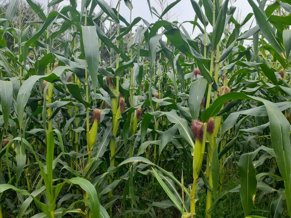 Diharapkan jadi Percontohan ProgramTanam Jagung  KTNA ( Kontak Tani Nelayan Andalan)
