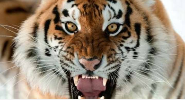 Dua Harimau Hilang,Menewas kan Seorang Pawang