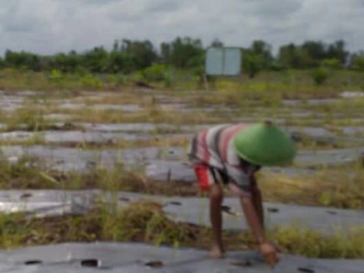 Dampingi Poktanmas, Babinsa Koramil 02/TP Kembali Lakukan Perawatan Tanaman