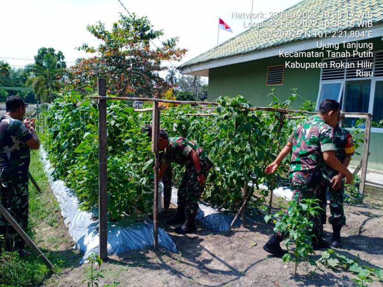 Danramil 02/TP Pimpin Panen Sayuran Hidroponik dan Bagikan ke Warga