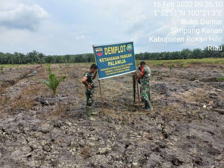 Personil Koramil 03/Bgs Kembali Dampingi Petani Mentimun