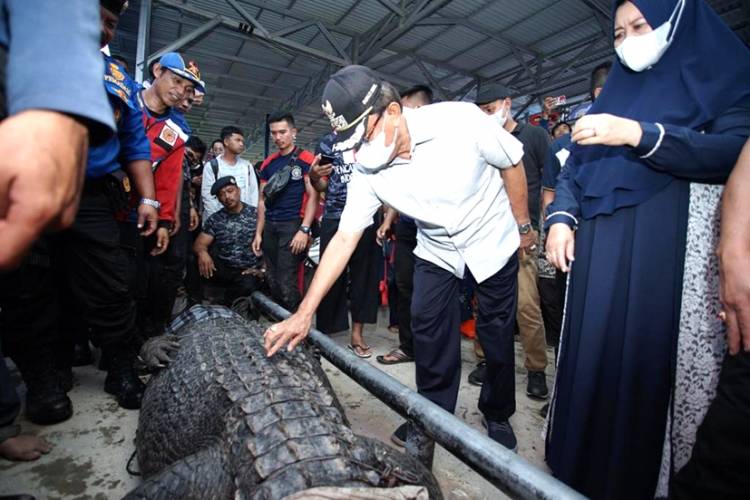 Bupati HM. Wardan Apresiasi DPKP Inhil yang Sukses Evakuasi Buaya Berbobot 700 Kg