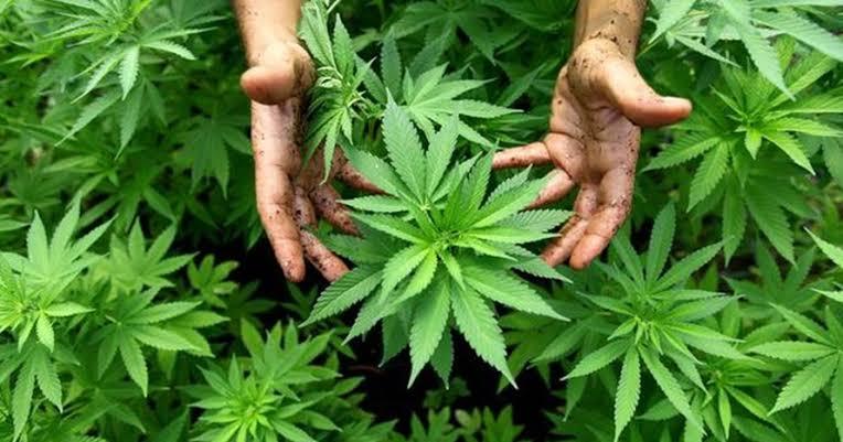 Dinilai Ampuh untuk Kesehatan, Thailand Restui Penggunaan Ganja