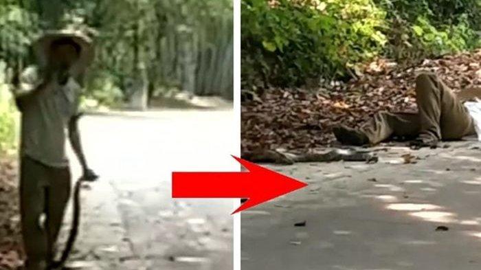 Nekat Injak Lalu Pegang Ular King Kobra dengan Tangan Kosong, Beberapa Detik Kemudian Pria Ini Tewas