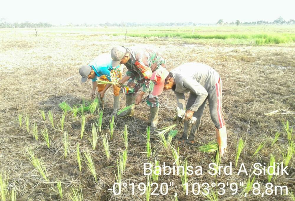 Turun ke Sawah Bersama Petani, Babinsa Desa Sebatu Dorong Masyarakat Tingkatkan Hasil Panen Padi 