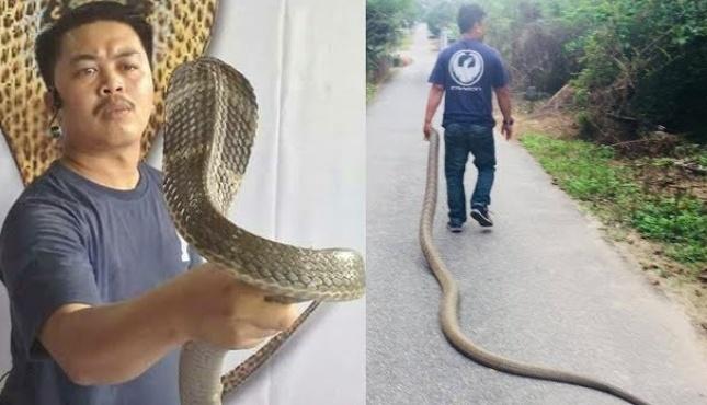 Viral Pria Tangkap King Kobra 4 Meter dengan Tangan Kosong, Ini Kata Petugas.. 