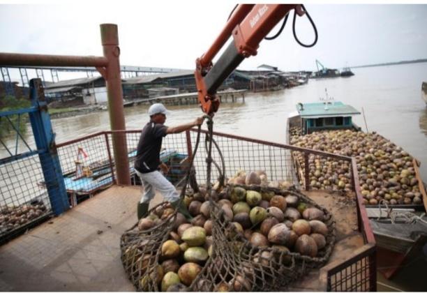 Pastikan Roda Ekonomi Masyarakat Tetap Berjalan,PT. Sambu Group, Tetap Beli Kelapa Petani