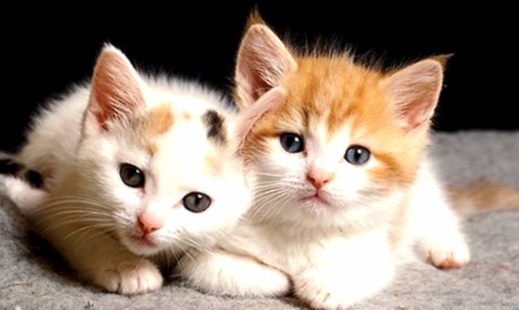 4 Manfaat Memelihara Kucing yang Patut Anda Ketahui