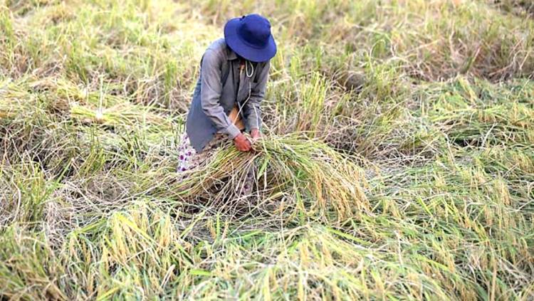 Kamboja Alokasikan Rp 1,5 Triliun untuk Petani dan Swasta Guna Perkuat Pasar Beras