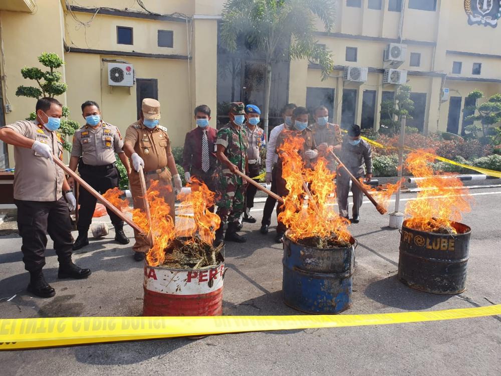 Polres Rohil Gelar Pemusnahan BB Narkotika Jenis Daun Ganja Kering Dengan Berat 41,89 Kg