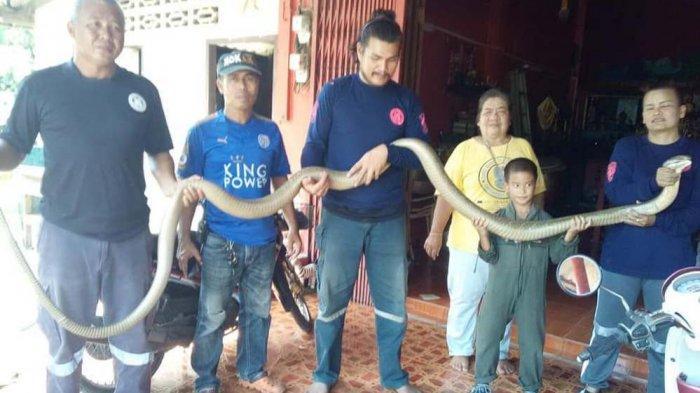 Ular King Cobra Raksasa Sepanjang 5 Meter Masuk Rumah. Untung Cepat Ketahuan