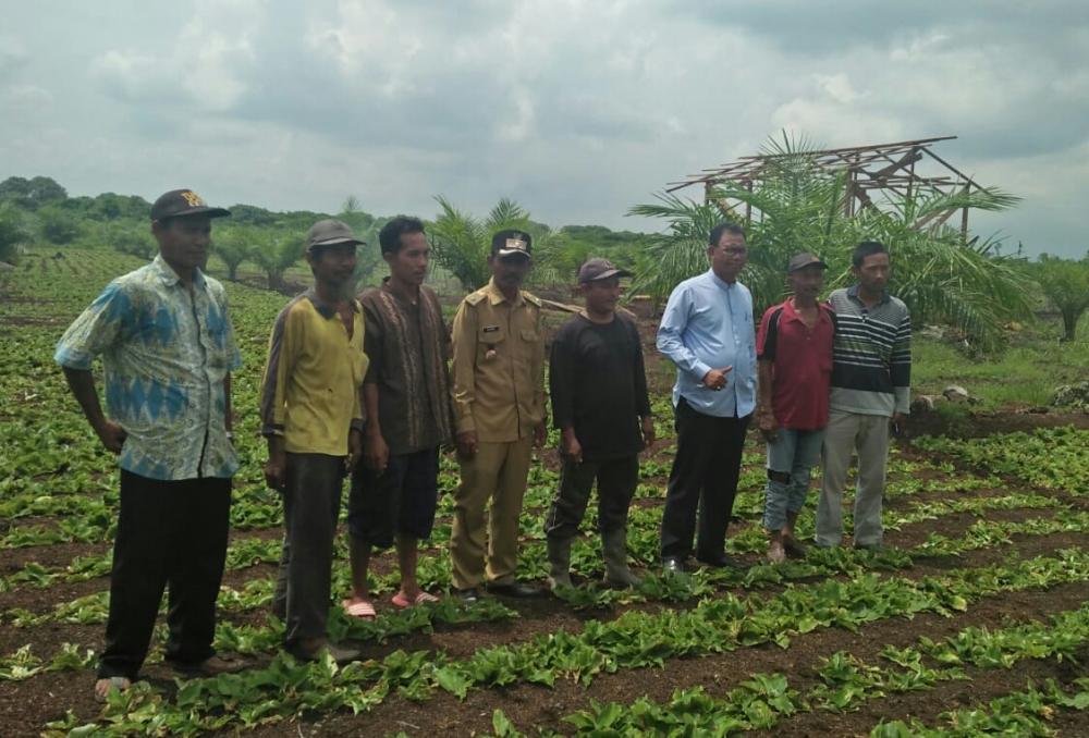 Kunjungi Petani Kencur di Sinaboi, Bupati Apresiasi Kreatifitas Petani Kencur 