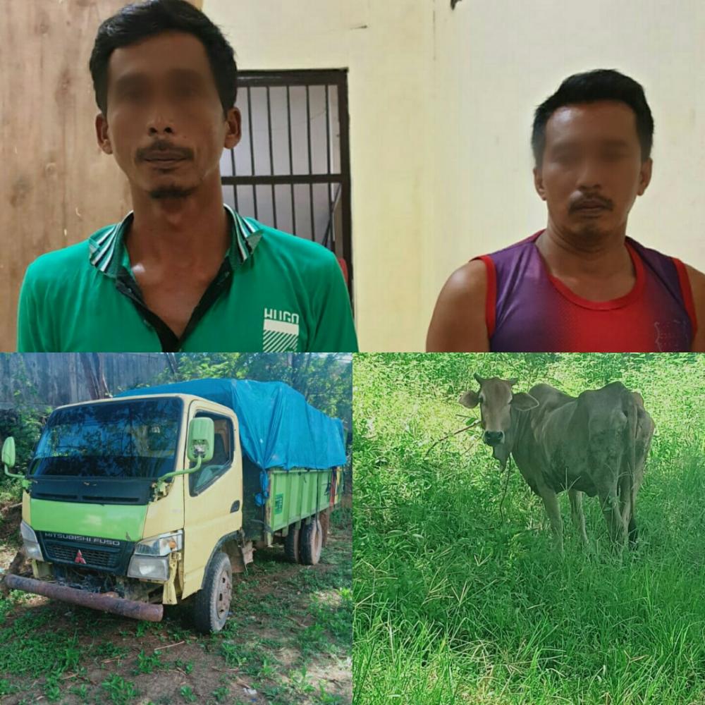 Bawa Lembu Curian Truk Colt Diesel Tabrak Sepeda Motor