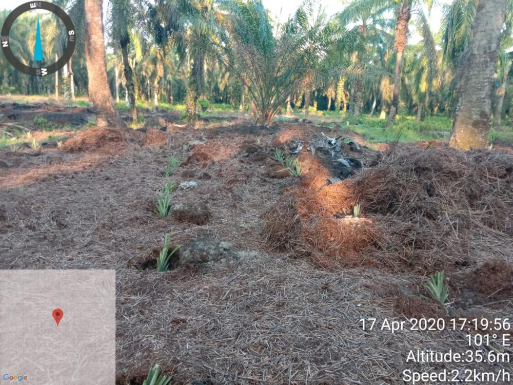 Dugaan Sengaja di Bakar, Lahan PT Serikat Putra di Tanami Nenas