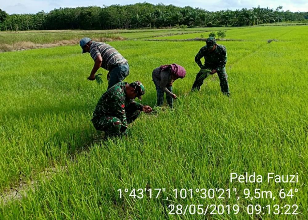 Babinsa Koramil 05 /Rupat Bantu Petani Bersihkan Gulma Tanaman Padi di Batupanjang 