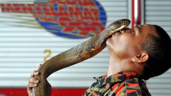 Kisah Pawang yang Tewas Setelah Dipatuk Ular Berbisa 9 Kali