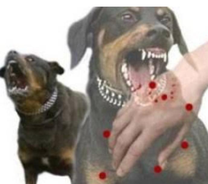 Waspada !, Sudah 10 Orang Korban Digigit Anjing Gila di Kampar