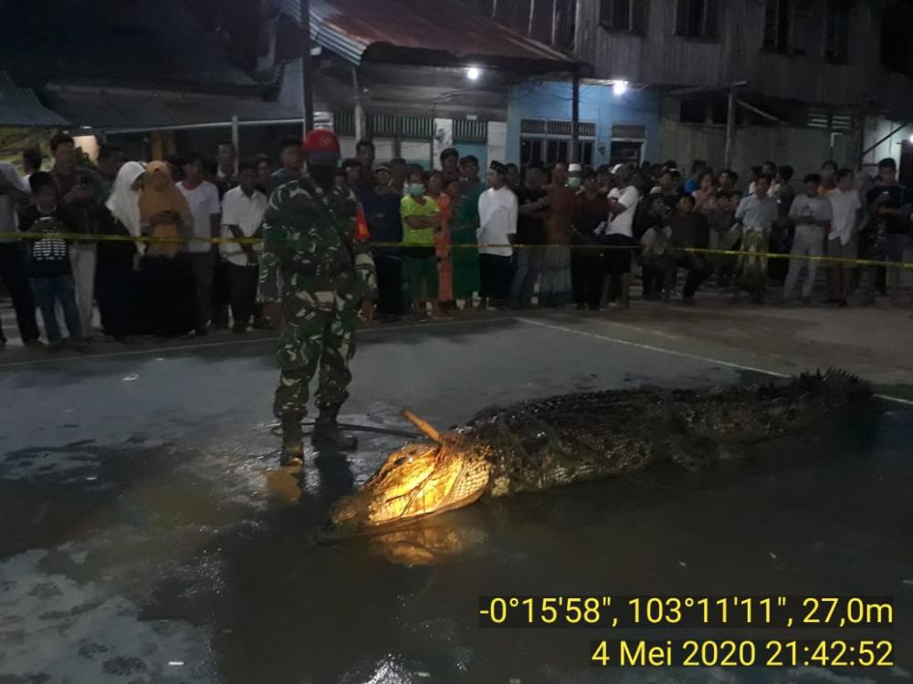 Dibantu 3 Pawang, buaya pemangsa Jasmi di tangkap 