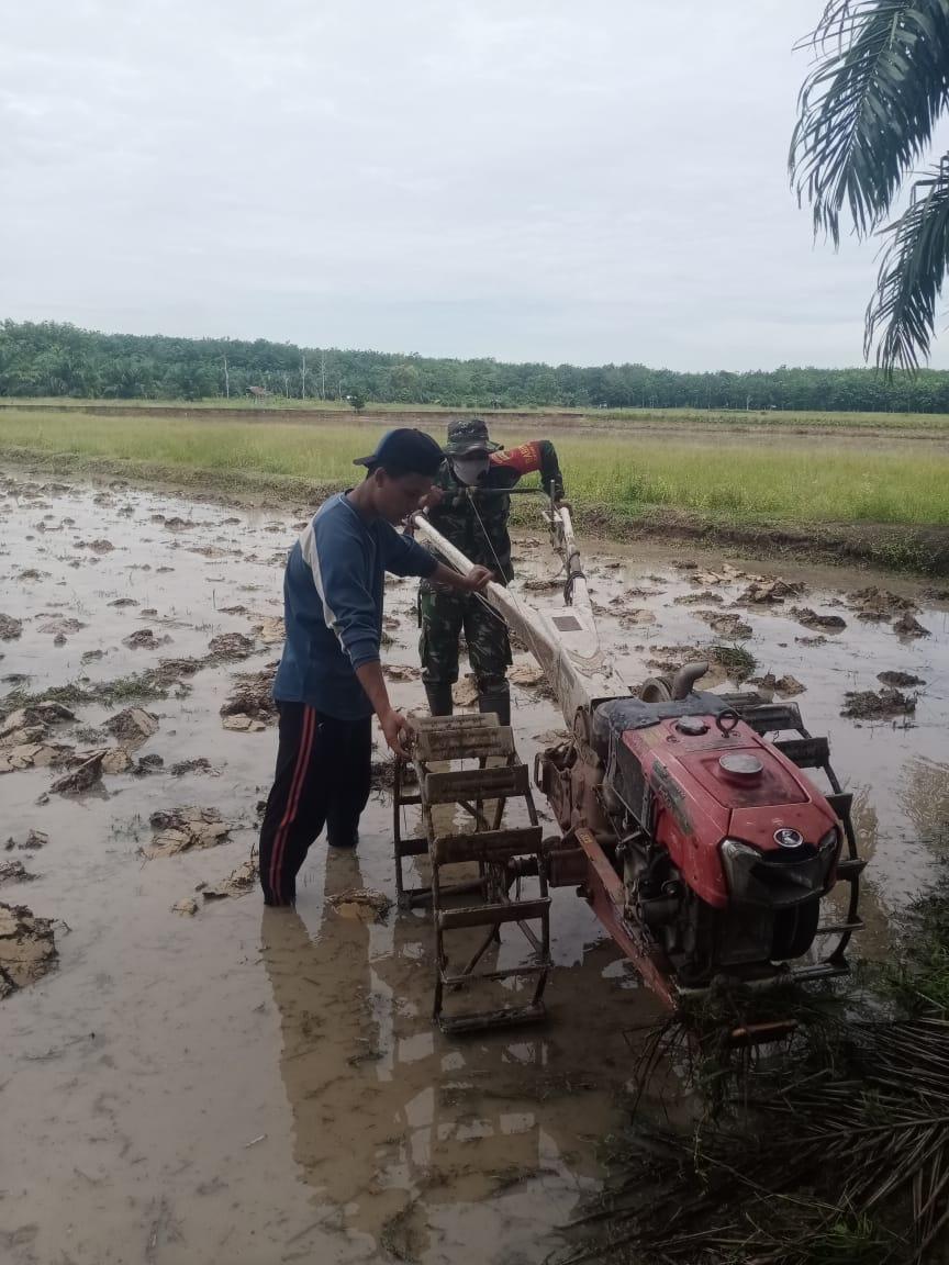Babinsa Koramil 05/Rupat Bantu Bajak Sawah Petani