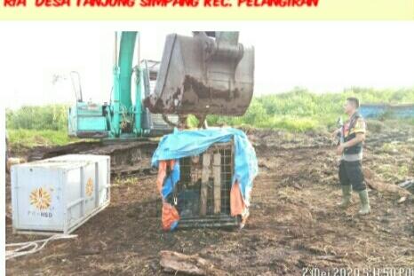 Harimau Sumatera Berhasil Ditangkap Tim  BBKSDA di Area PT RIA Pelangiran Inhil
