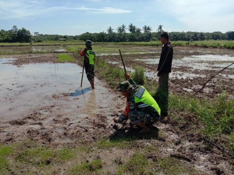 BABINSA KORAMIL 05 -RUPAT KODIM 0303 BENGKALIS DAMPINGI PETANI BAJAK SAWAH.