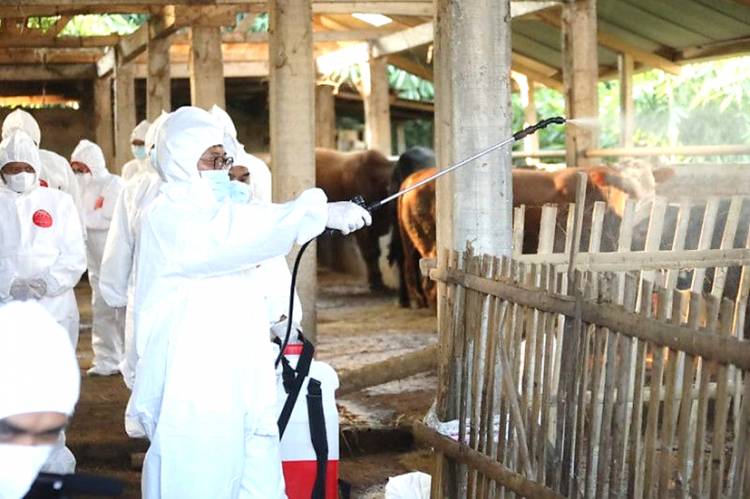 Cegah Meluasnya Wabah PMK, Kementan Distribusikan Obat-obatan dan APD