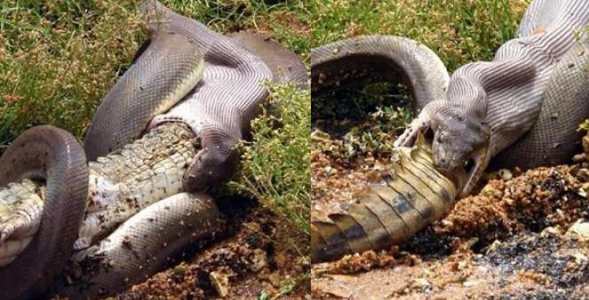 Heboh Ular Piton Telan Buaya Besar Bulat-Bulat