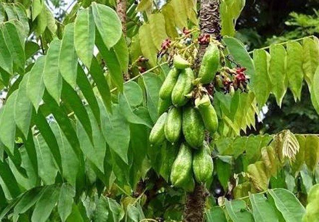 Wow.. Minum Rebusan Daun Belimbing Sayur Bantu Obati 5 Penyakit ini 