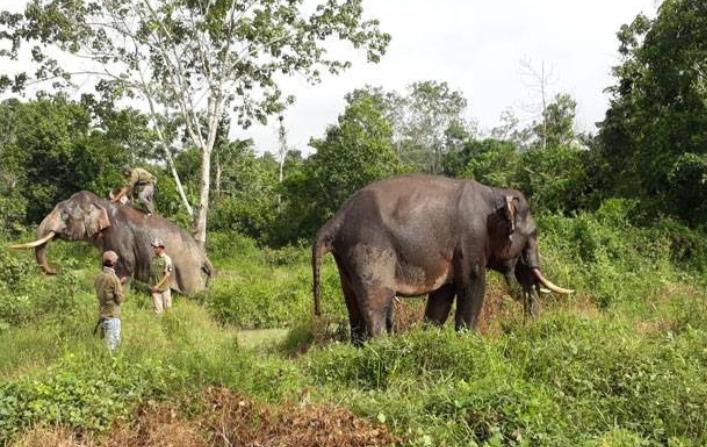 2 Ekor Gajah Latih Kelelahan Hadapi Gajah Liar di Inhu Riau