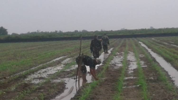 Program Ketahanan Pangan, Danramil Ikut Turun Siram Tanaman Jagung