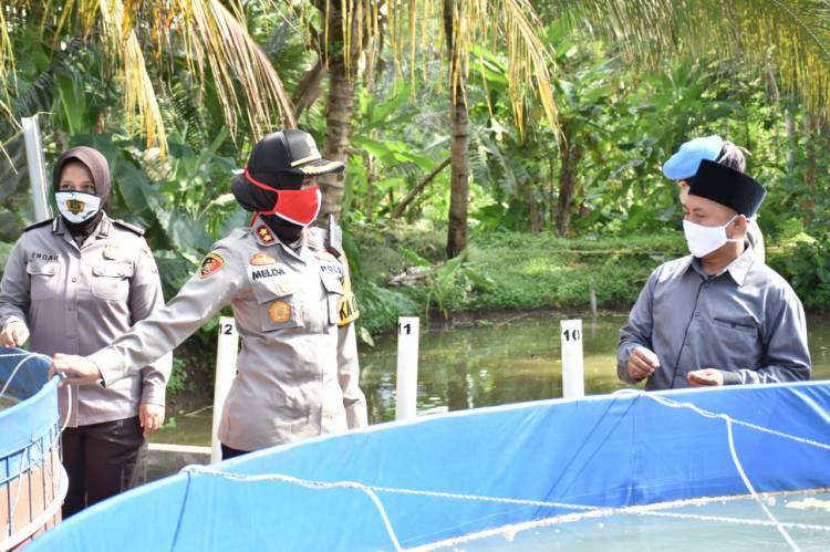 Peternakan Ikan Lele, dan Ikan Nila Dibudidayakan di kolam berbentuk bundar (bioplok) 