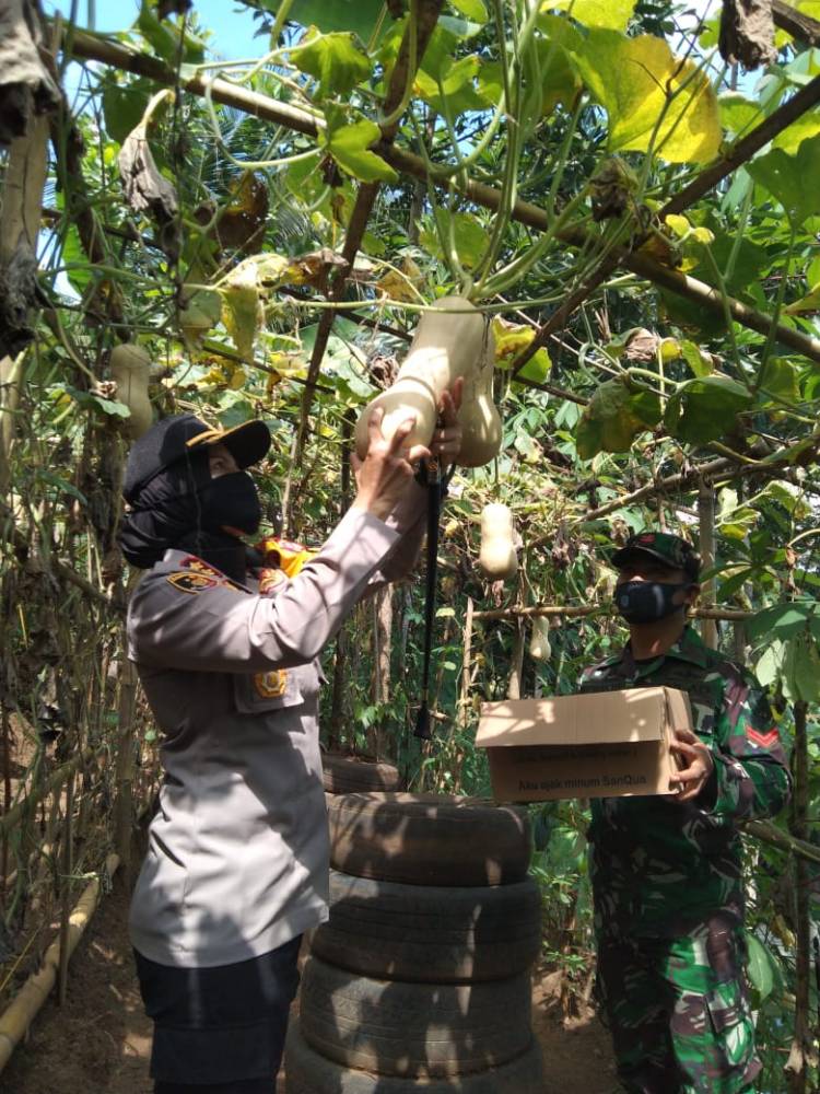Kapolres Banjar Panen Sayuran di Kebun KWT