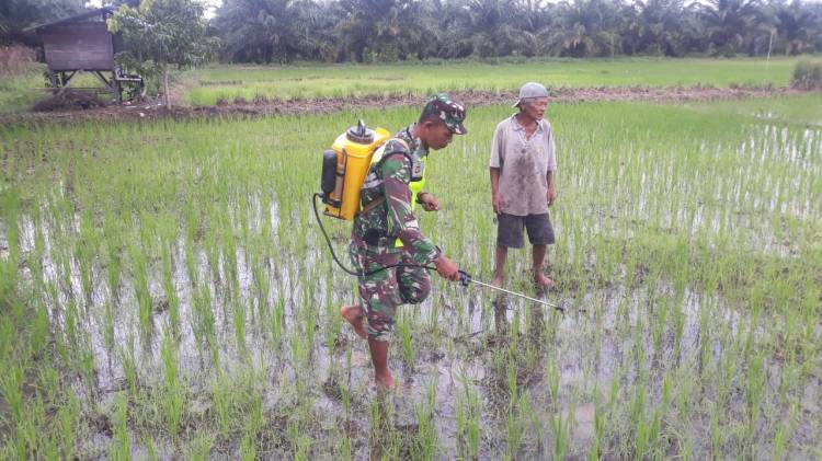 Cegah Serangan Hama,Babinsa Koramil 05/Rupat Bantu Petani Semprot Padi