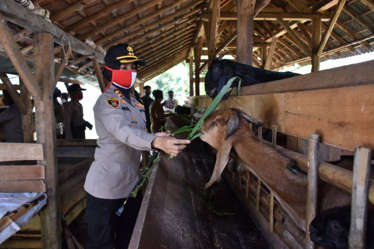 Kapolres Banjar Cek Lokasi Peternakan Sapi dan Kambing