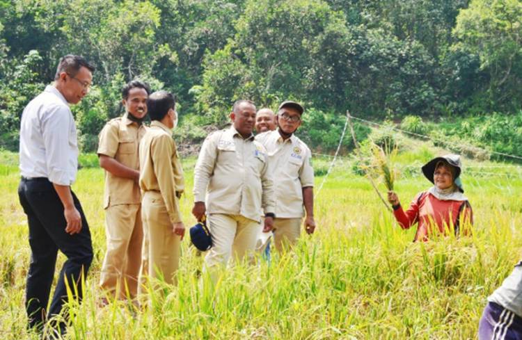 Ketua KTNA Propinsi Riau Drs.Yusri M.Si Meninjau Persiapan Panen Padi dan Pepaya Madu di Desa Pulau Birandang